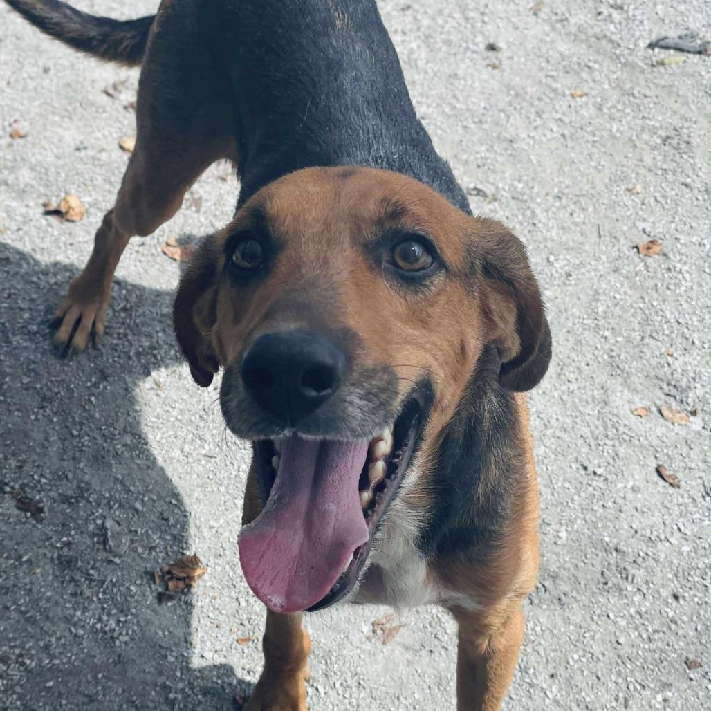 Enlarge Tipsy, a Adoptable Hound in Windsor, VA image 2/3