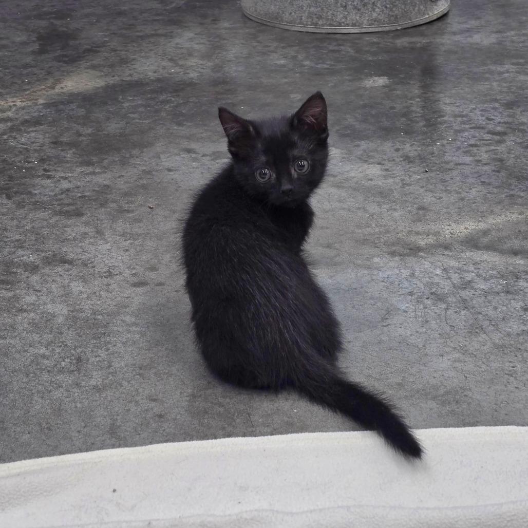 Arabella, Adoptable, Kitten Female Domestic Short Hair.