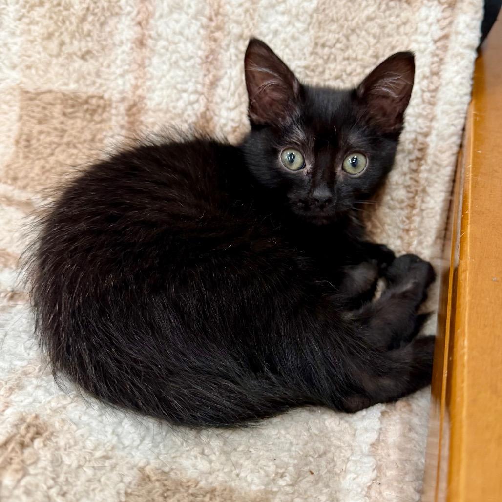 Enlarge Arabella, a Adoptable Domestic Short Hair in Fairmont, WV image 2/3