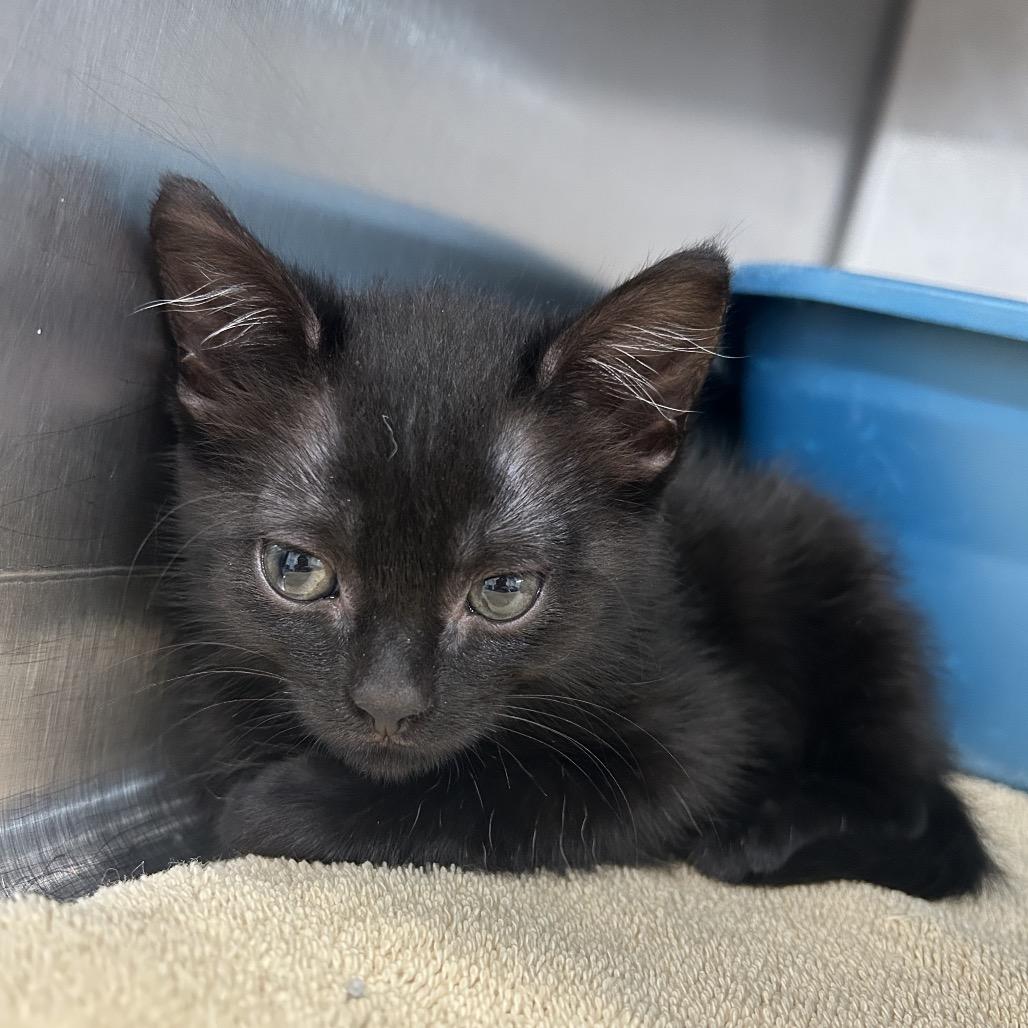 Enlarge Arabella, a Adoptable Domestic Short Hair in Fairmont, WV image 3/3