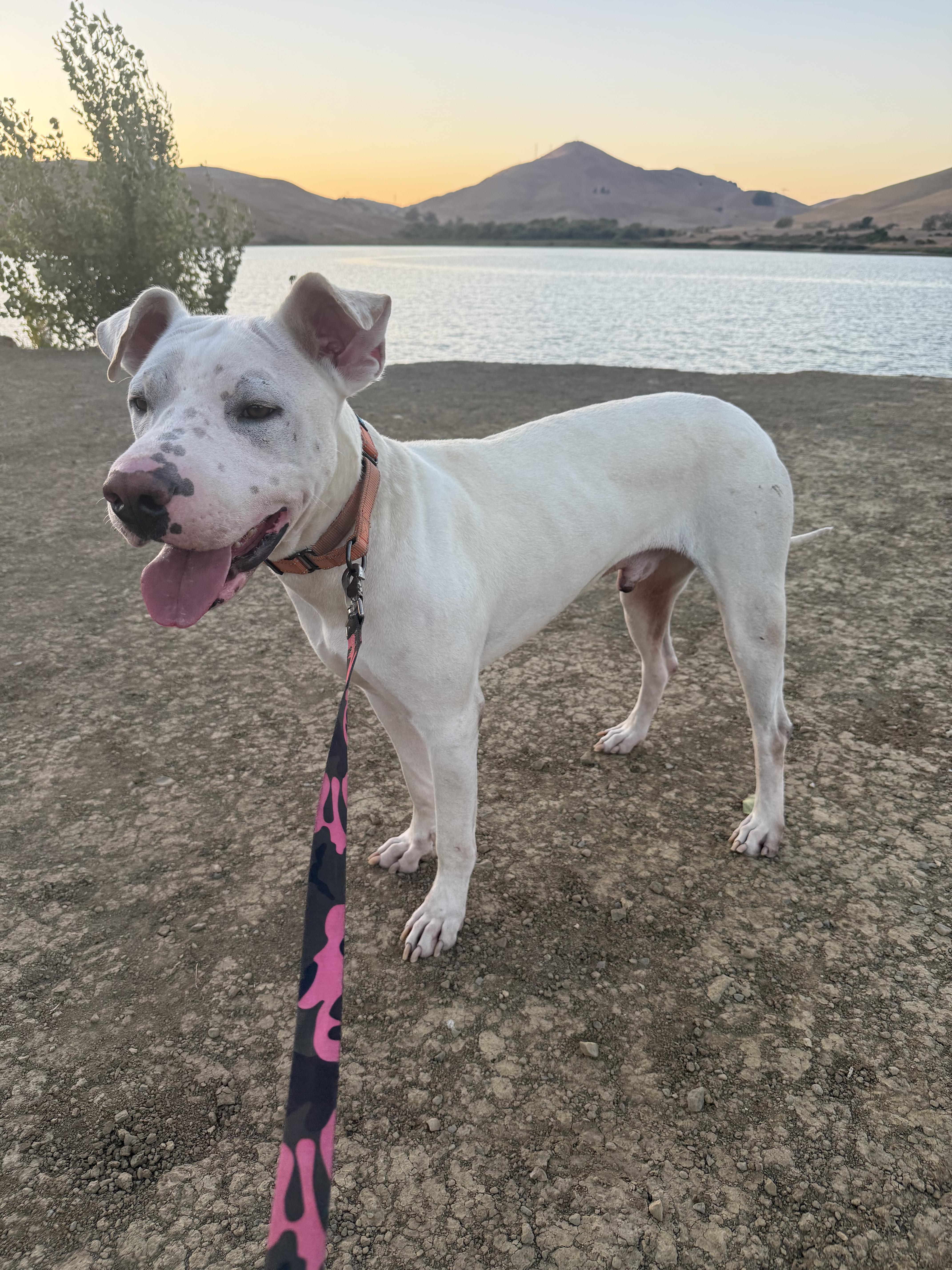 Enlarge Kurt, a Adoptable Pit Bull Terrier in San Francisco, CA image 5/5