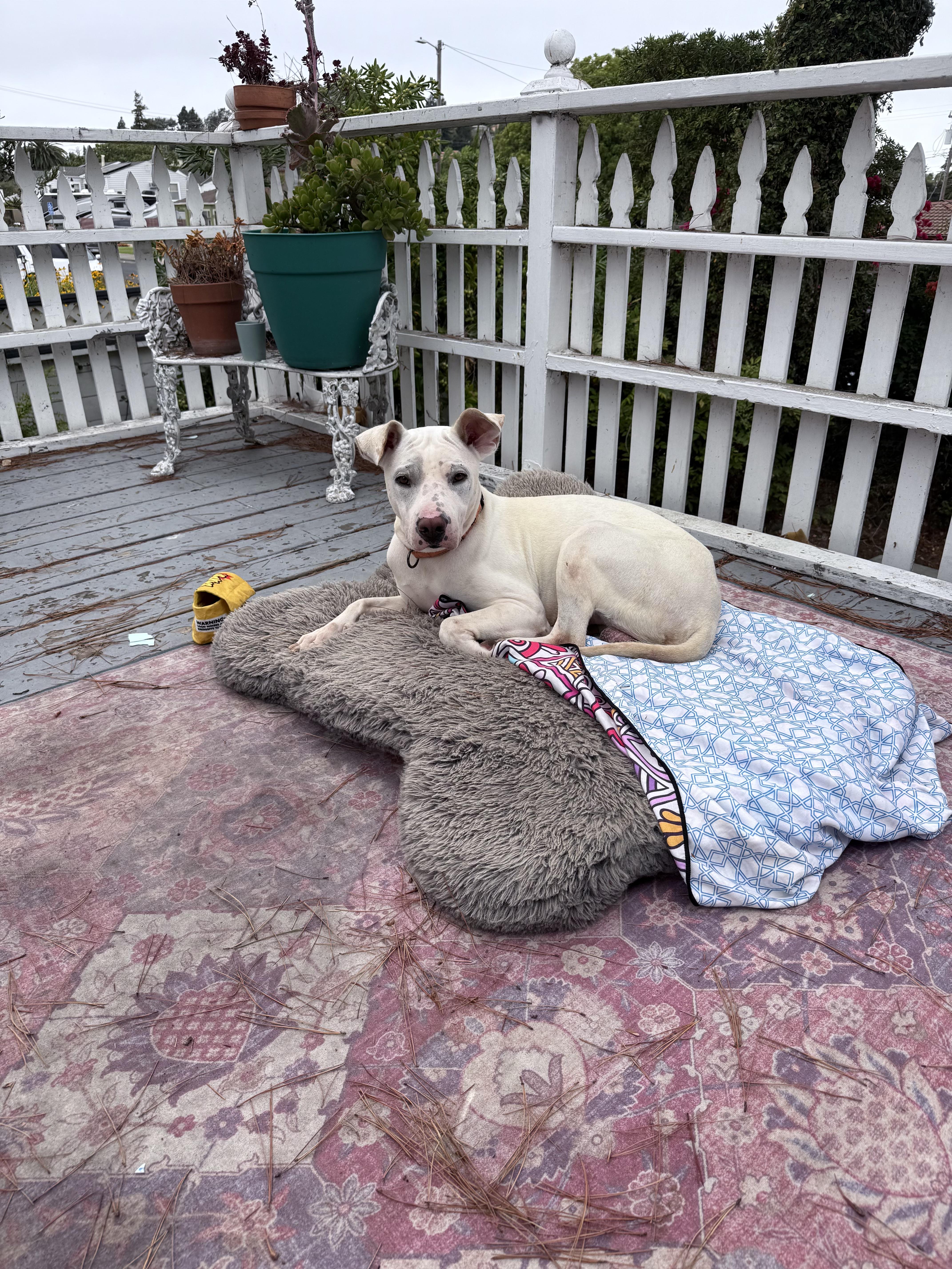 Enlarge Kurt, a Adoptable Pit Bull Terrier in San Francisco, CA image 3/5