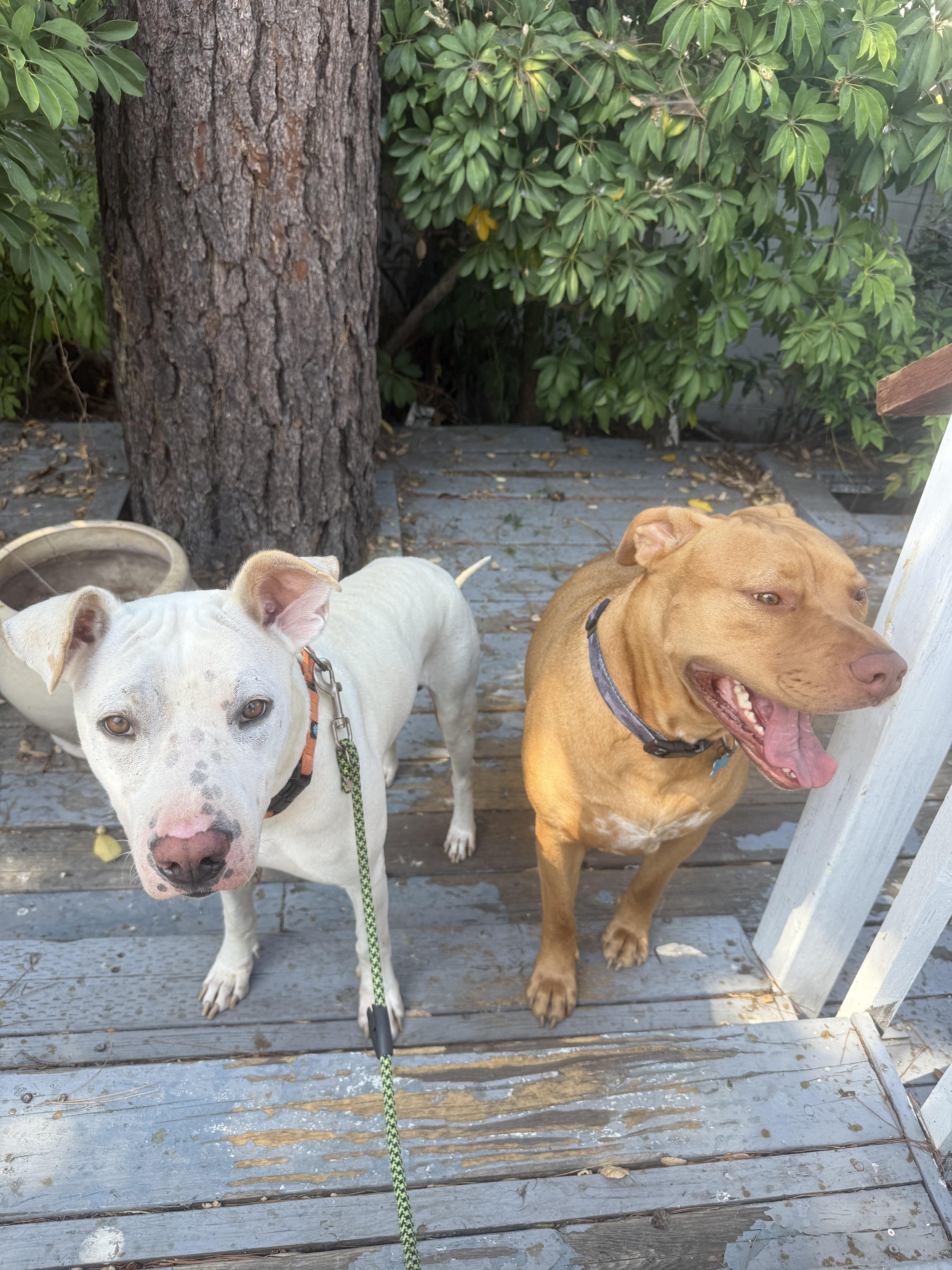 Enlarge Kurt, a Adoptable Pit Bull Terrier in San Francisco, CA image 4/5