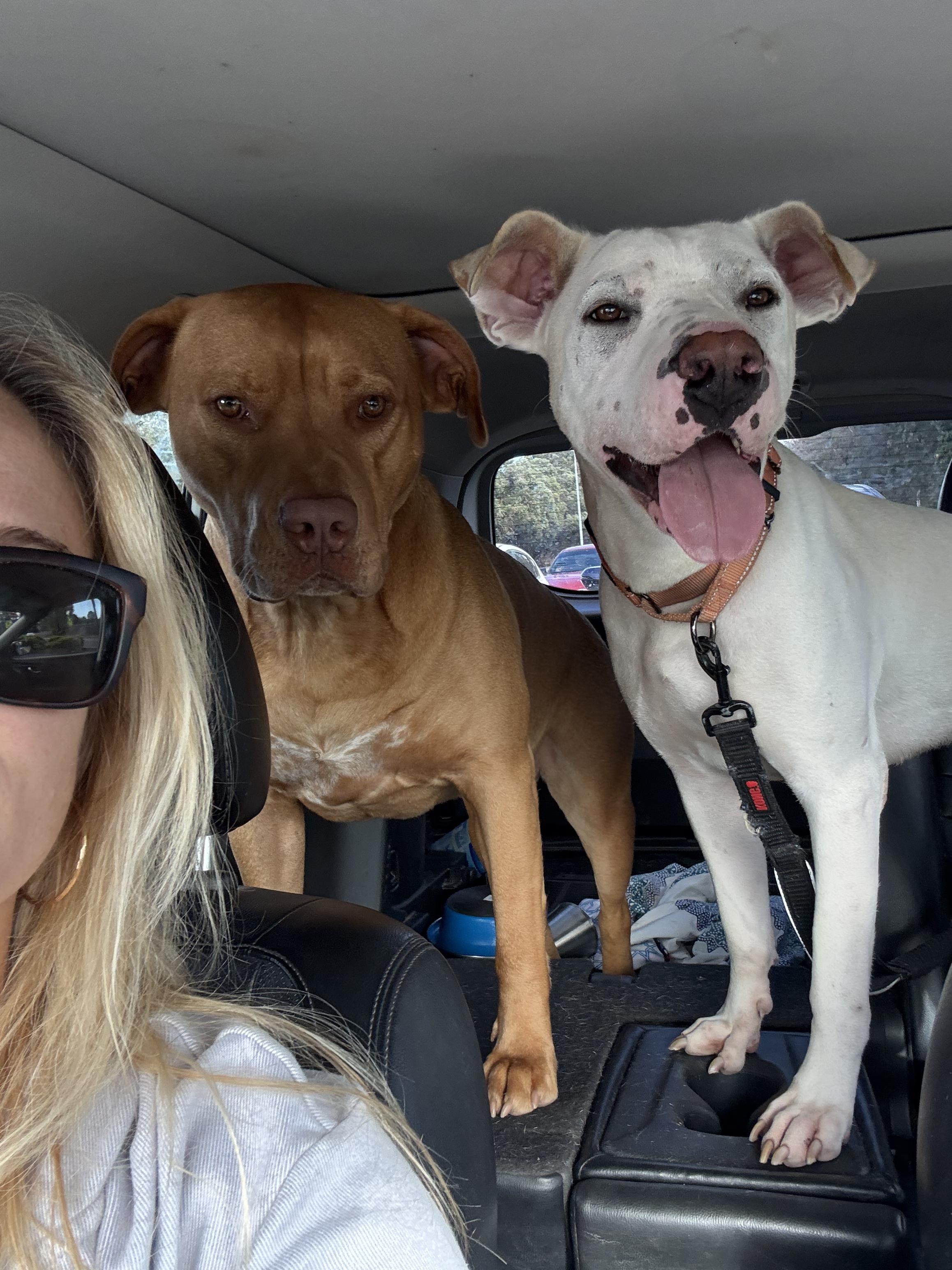 Enlarge Kurt, a Adoptable Pit Bull Terrier in San Francisco, CA image 2/5