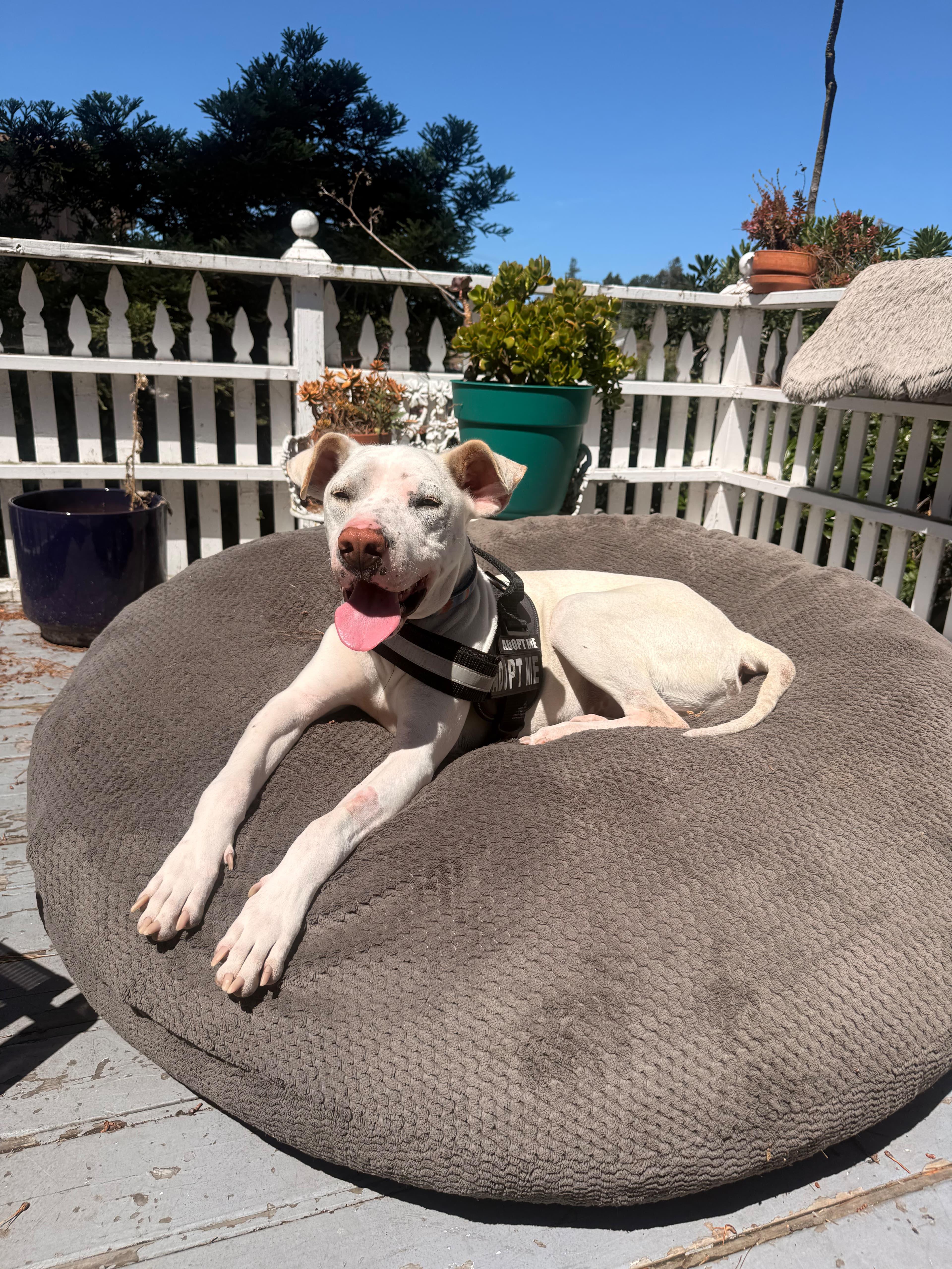 Enlarge Petey, a Adoptable mixed breed in Sunnyvale, CA image 1/5