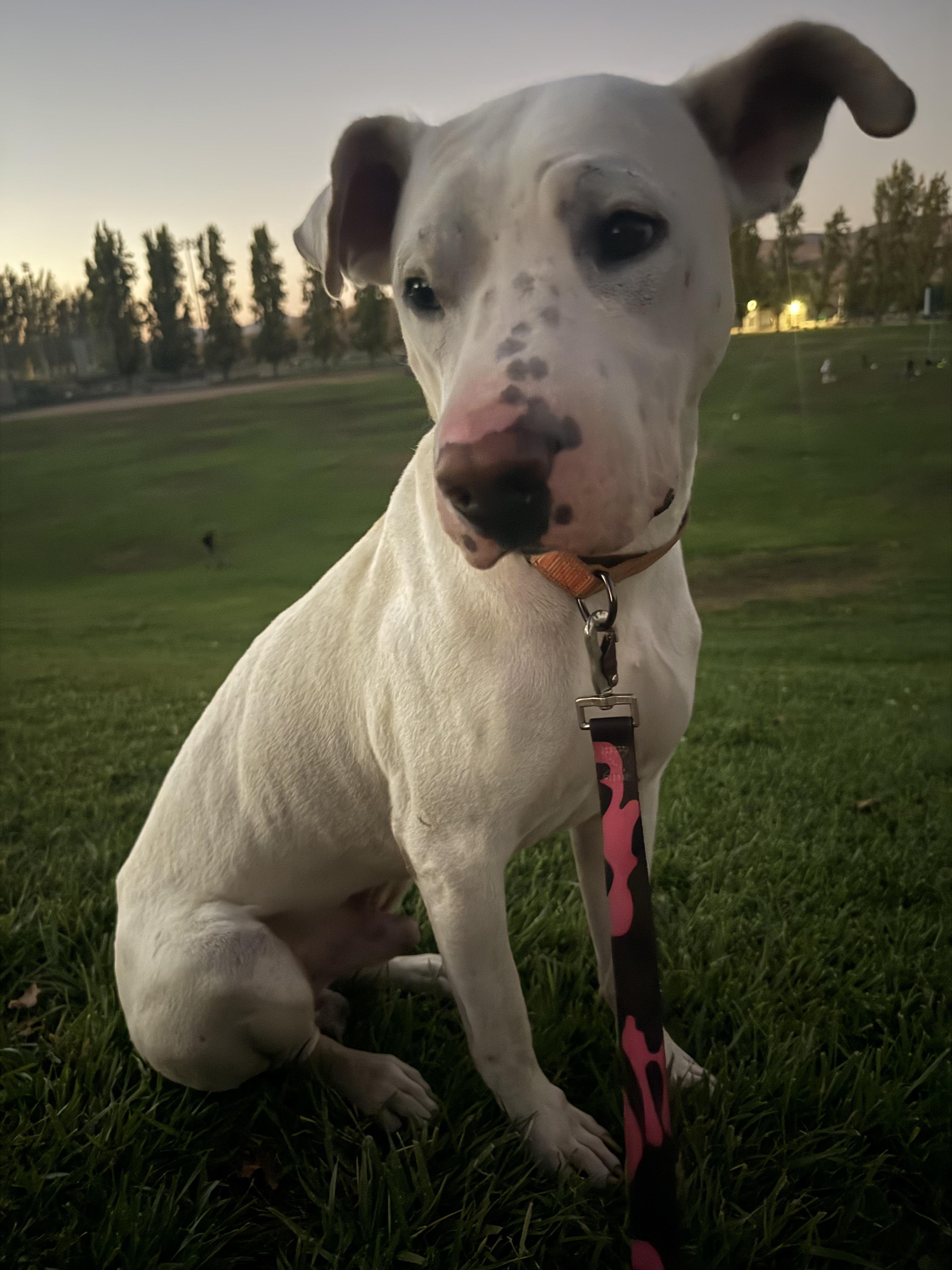 Enlarge Kurt, a Adoptable Pit Bull Terrier in San Francisco, CA image 1/5