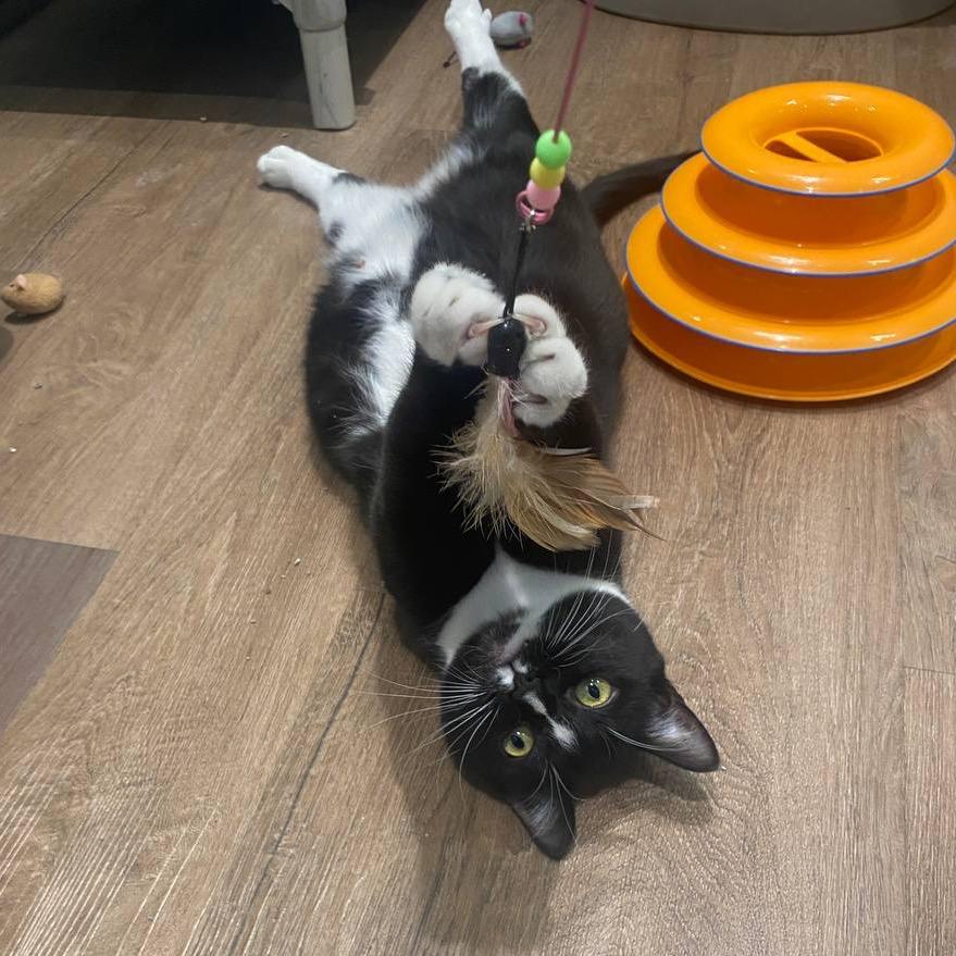 Enlarge Flora, a Adoptable Domestic Short Hair in Westhampton, NY image 1/6