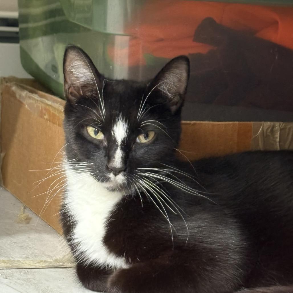 Enlarge Flora, a Adoptable Domestic Short Hair in Westhampton, NY image 1/6