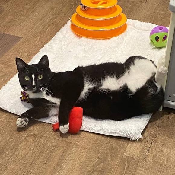 Enlarge Flora, a Adoptable Domestic Short Hair in Westhampton, NY image 5/6