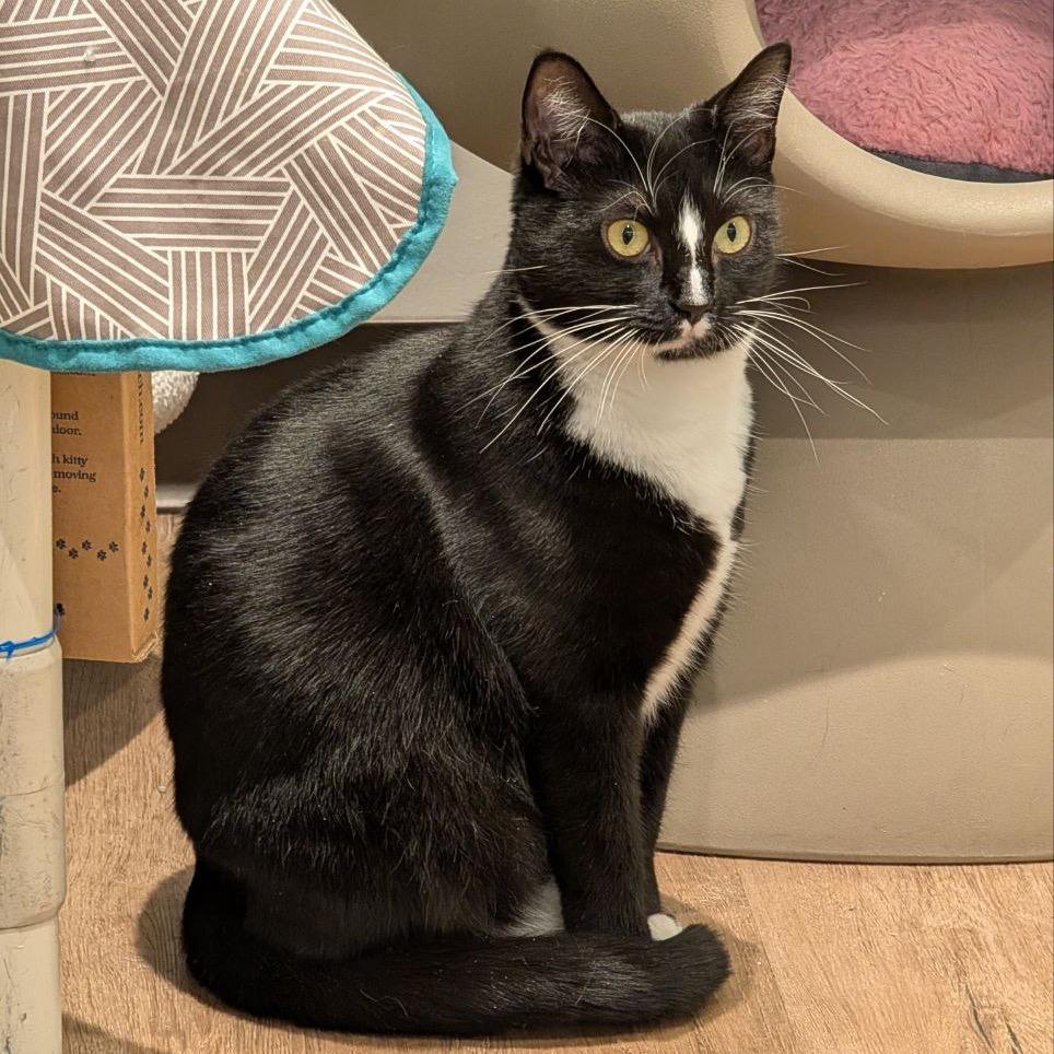 Enlarge Flora, a Adoptable Domestic Short Hair in Westhampton, NY image 6/6