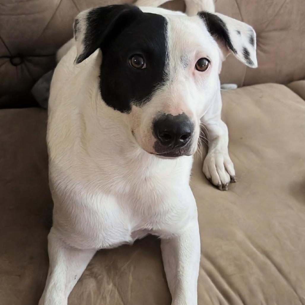 Dionysus, Adoptable, Adult Female Rat Terrier & Mixed Breed.