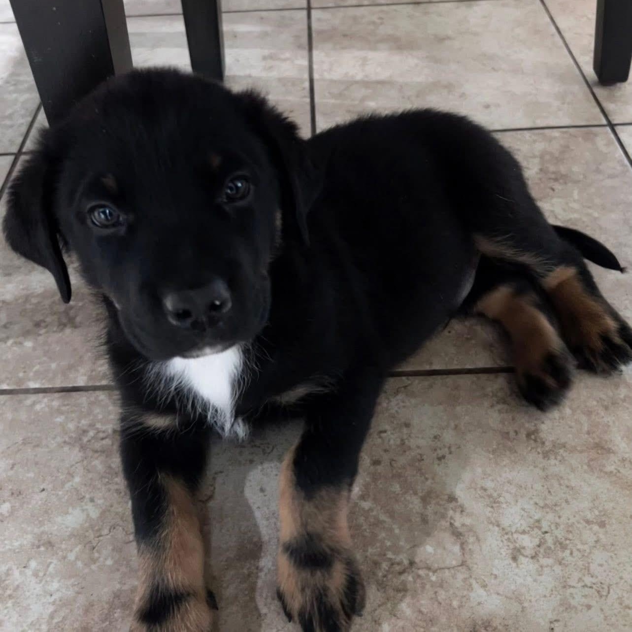 Enlarge Munson, a Adoptable mixed breed in McHenry, IL image 3/3