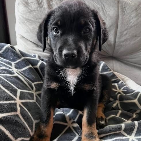 Enlarge Munson, a Adoptable mixed breed in McHenry, IL image 2/3