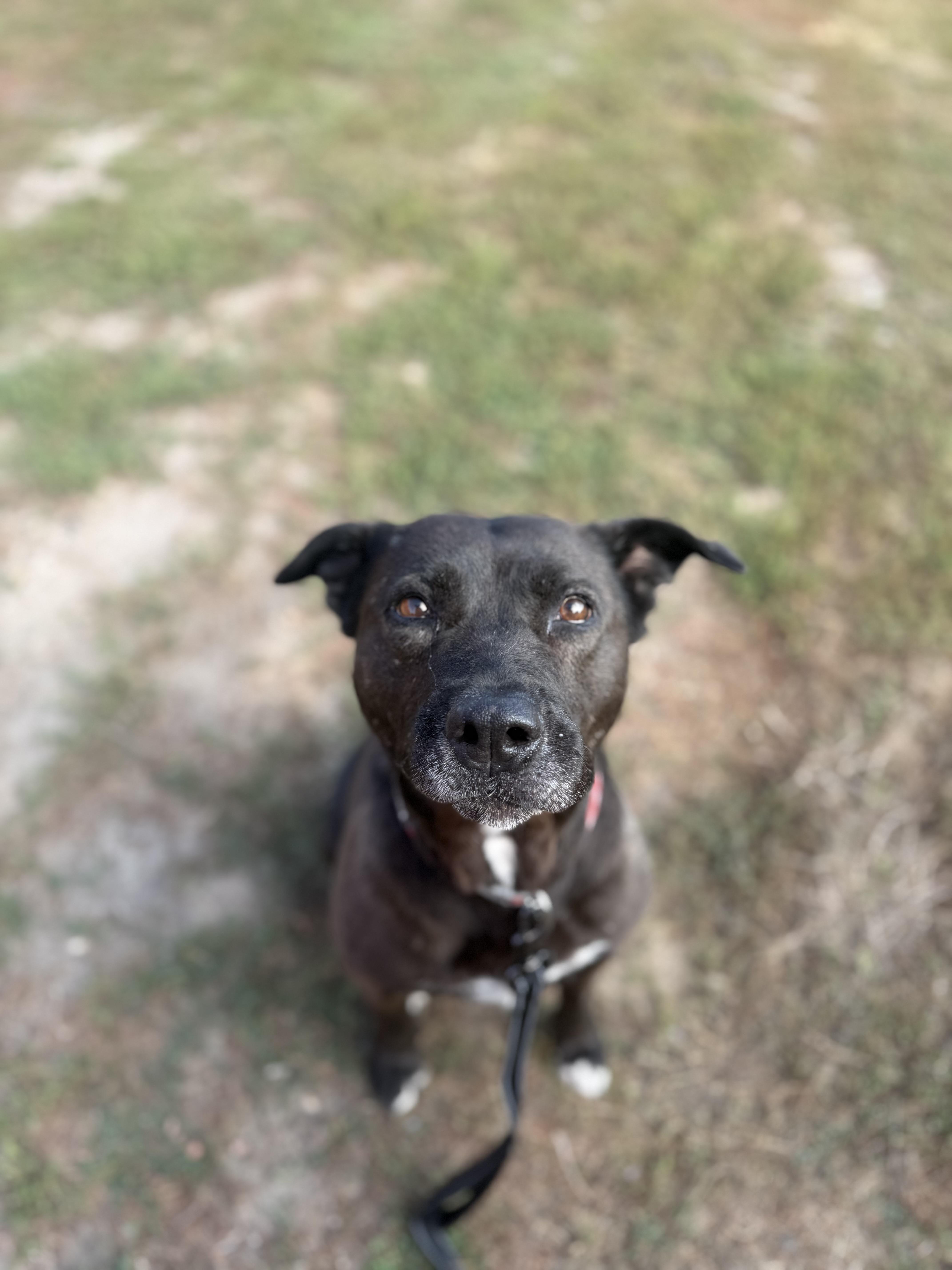 Enlarge Meekah, a Adoptable mixed breed in Fertile, MN image 1/4