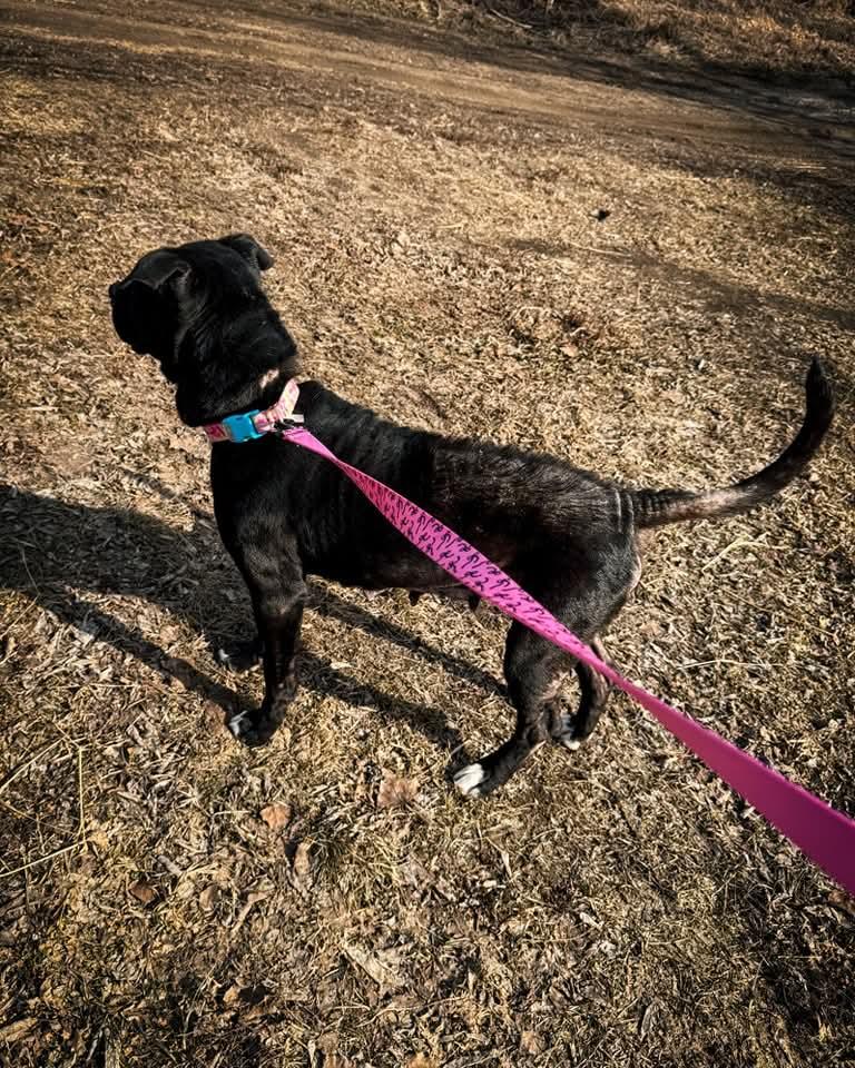 Enlarge Meekah, a Adoptable mixed breed in Fertile, MN image 2/2