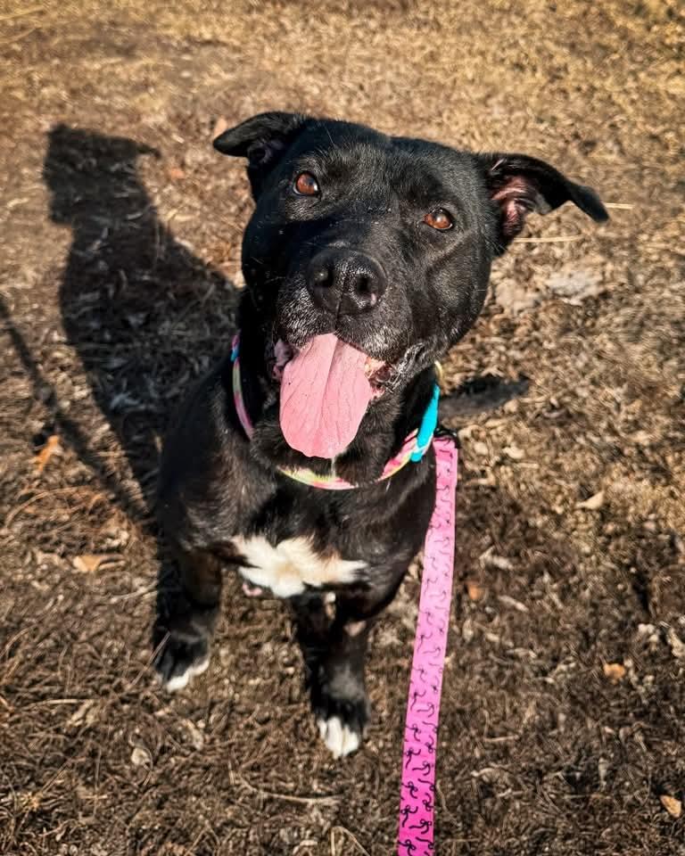 Enlarge Meekah, a Adoptable mixed breed in Fertile, MN image 1/2