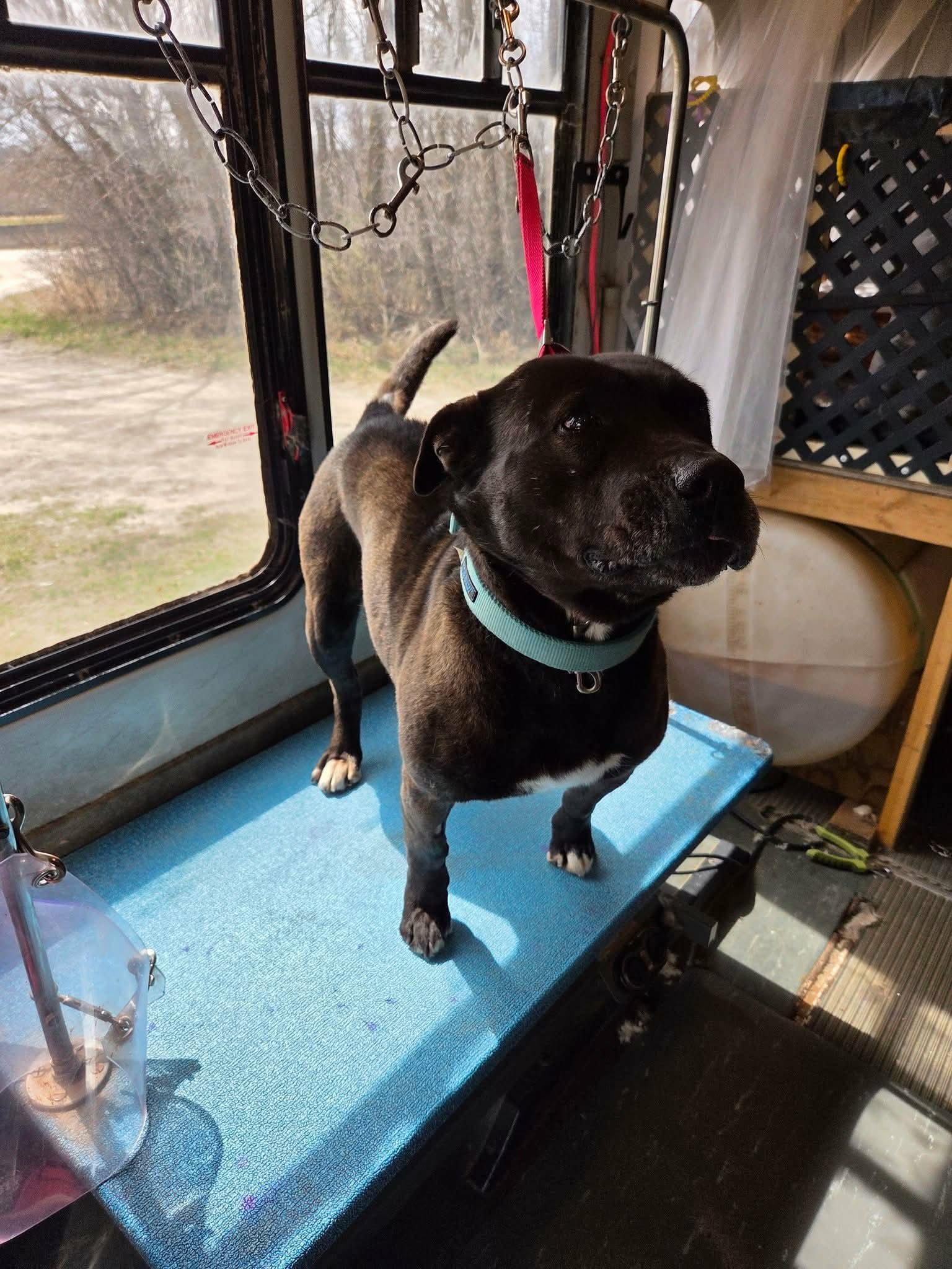 Enlarge Meekah, a Adoptable mixed breed in Fertile, MN image 1/3
