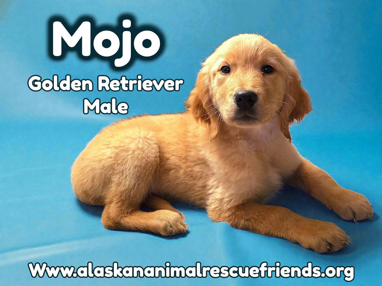 Enlarge Mojo, a Adopted Golden Retriever in Anchorage, AK image 1/1