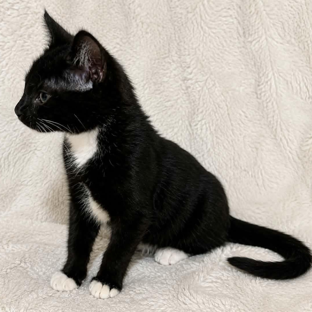 Enlarge Raksha, a Adopted Domestic Short Hair in Gladstone, OR image 1/4