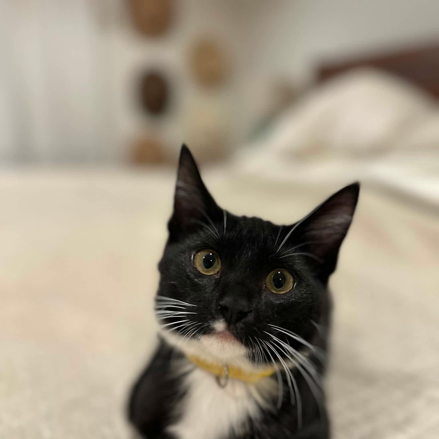 Enlarge Raksha, a Adopted Domestic Short Hair in Gladstone, OR image 4/4