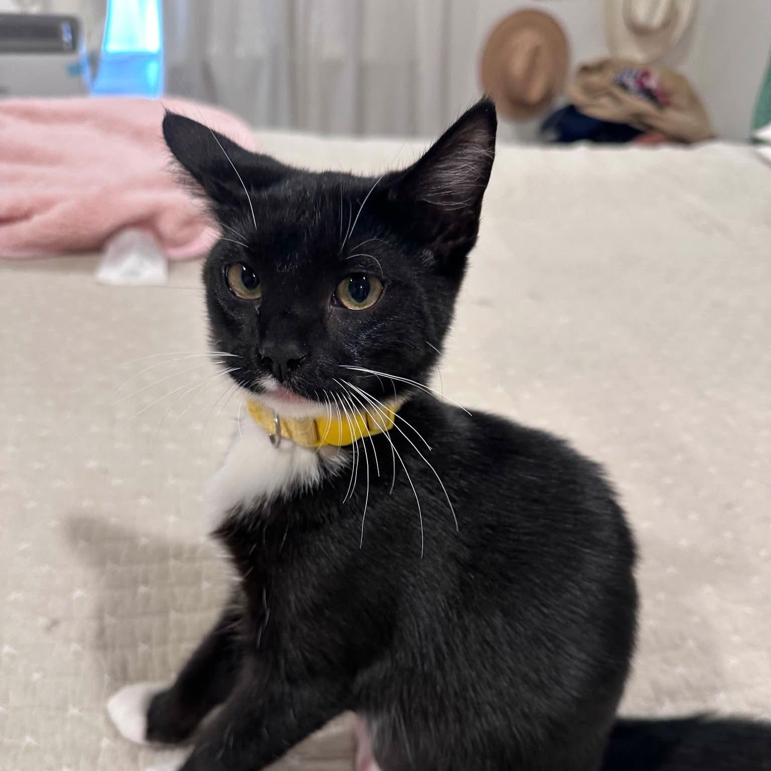 Enlarge Raksha, a Adopted Domestic Short Hair in Gladstone, OR image 3/4
