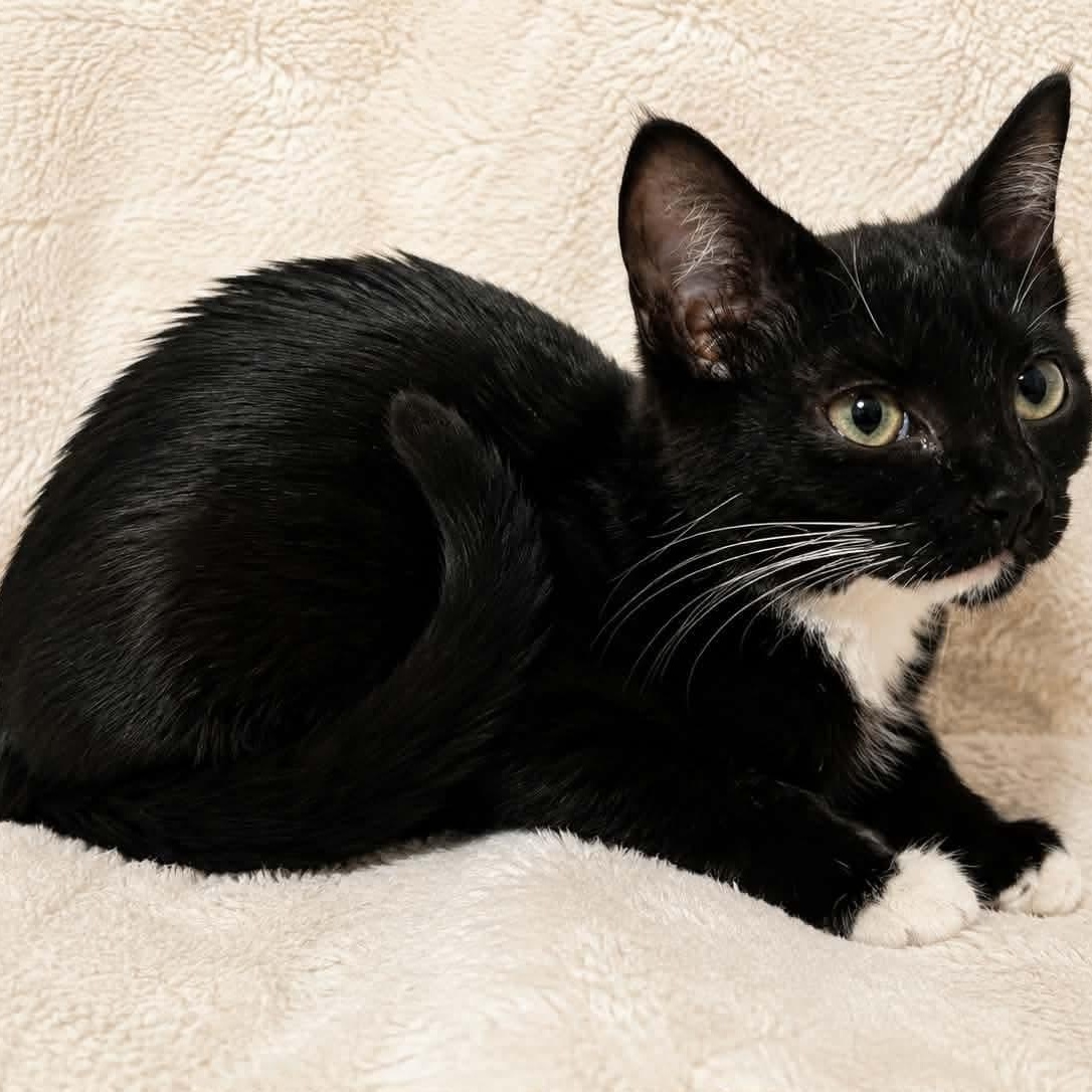 Enlarge Raksha, a Adopted Domestic Short Hair in Gladstone, OR image 2/4