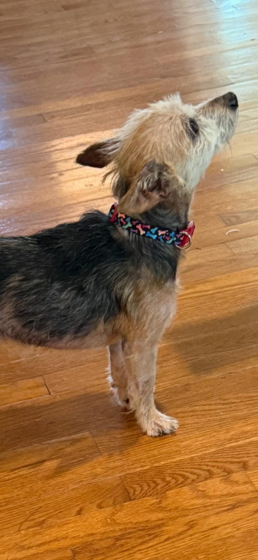 Buckley, a Adopted mixed breed in Jasper, GA image 3/3