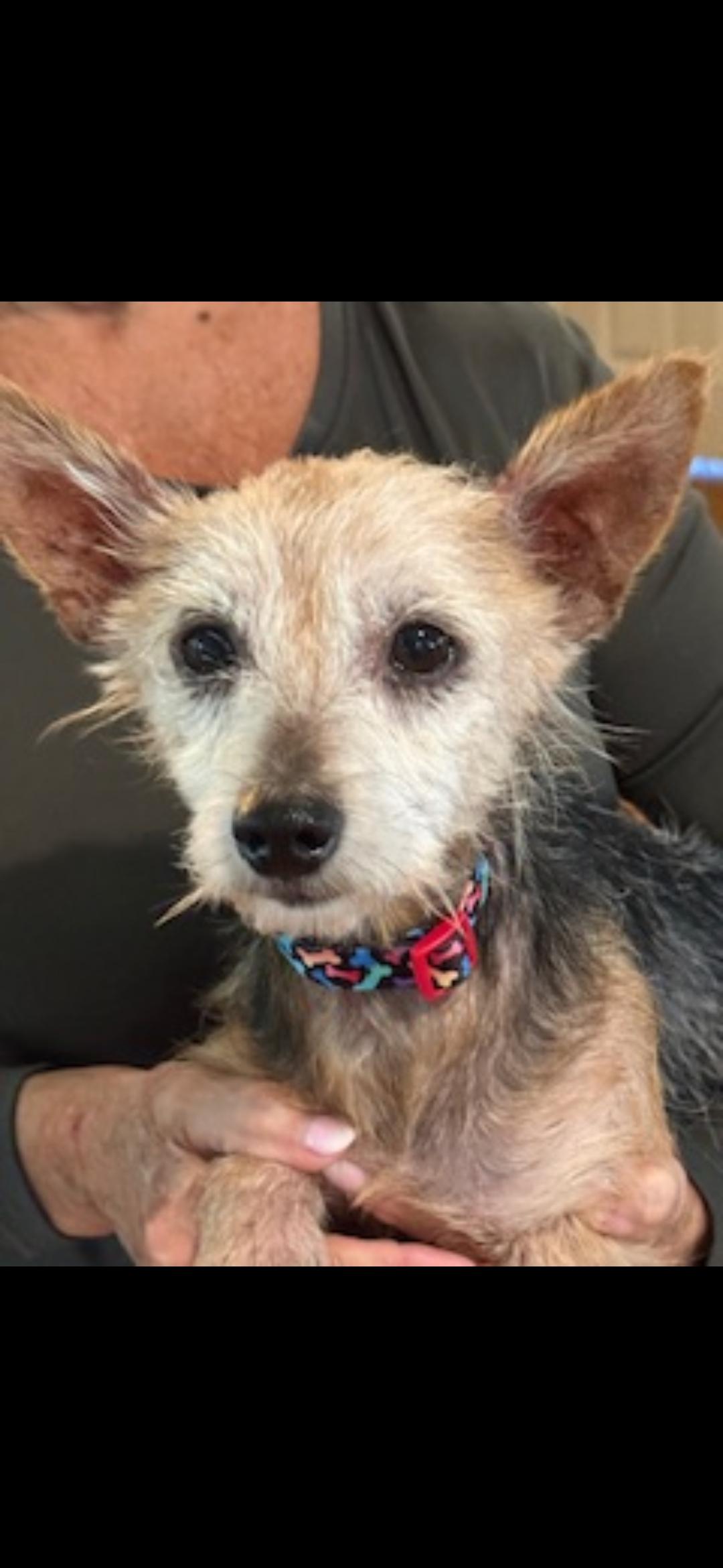 Buckley, a Adopted mixed breed in Jasper, GA image 2/3