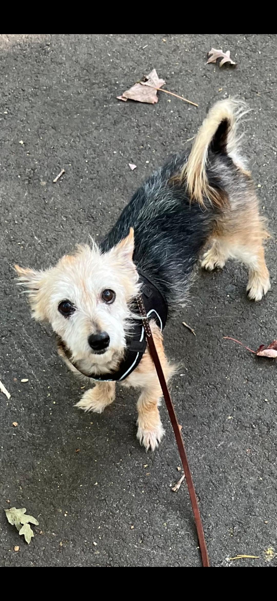 Buckley, Adopted, Adult Male Terrier.