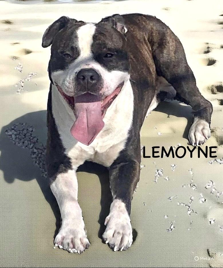 Lemoyne thumbnail 5