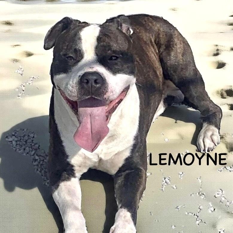 Lemoyne