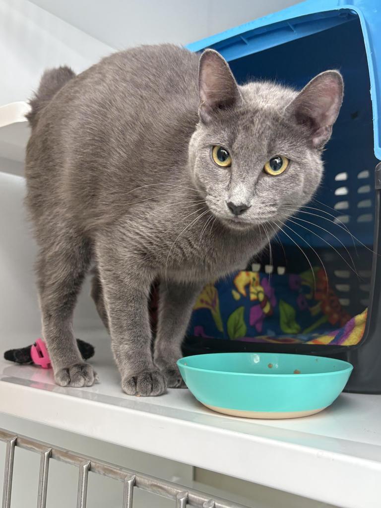 Bonnie, Adopted, Young Female Domestic Short Hair.