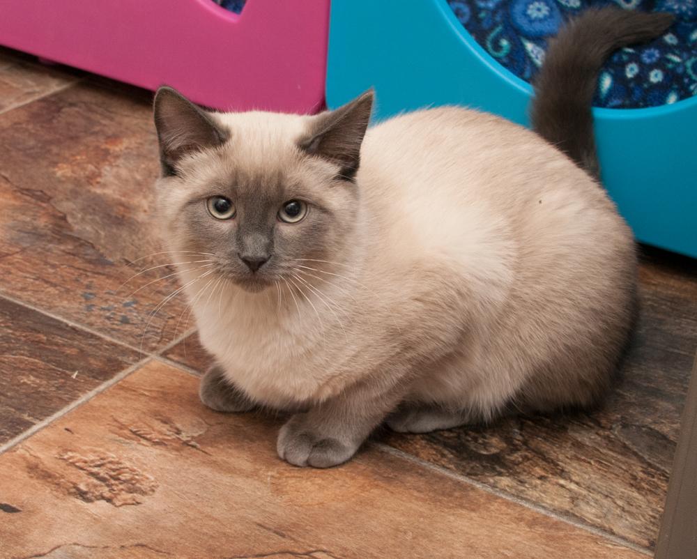 Jesse (gets adopted with Tommy), an adopted Siamese in Westminster, CO image 3/5