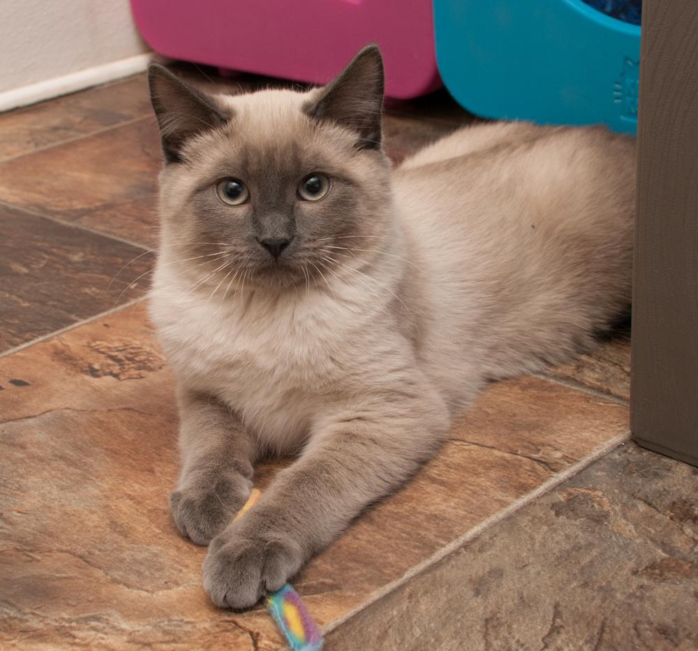 Jesse (gets adopted with Tommy), an adopted Siamese in Westminster, CO image 2/5
