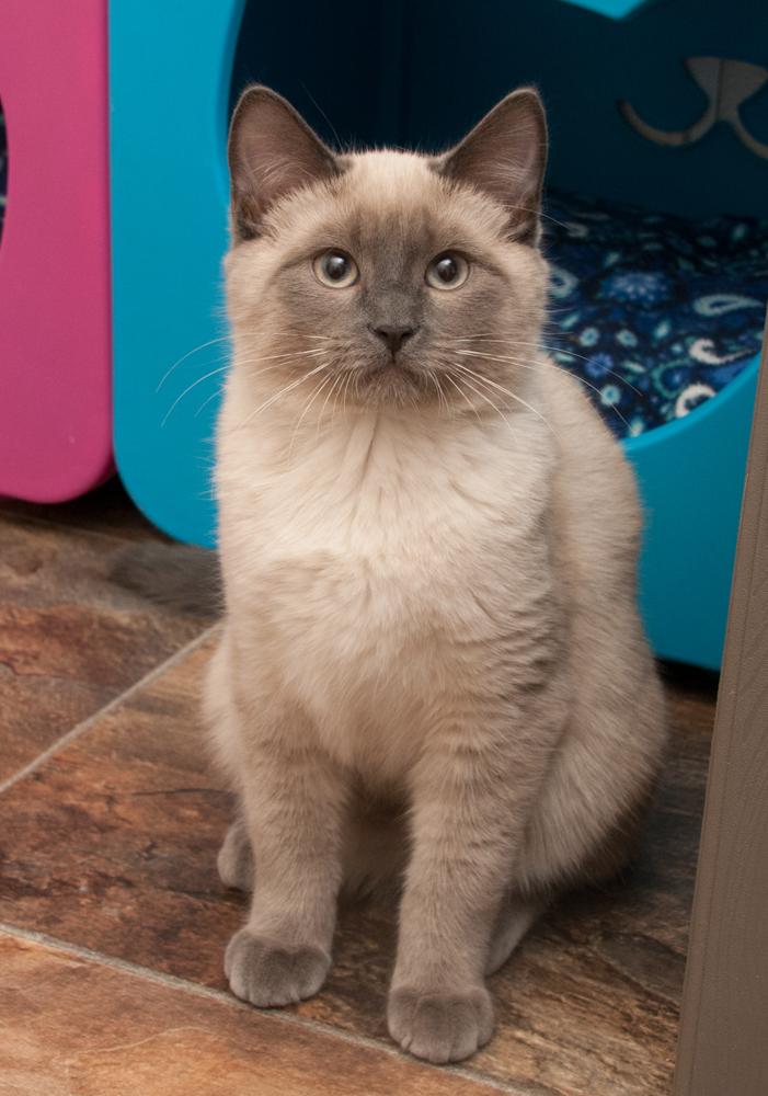 Jesse (gets adopted with Tommy), an adopted Siamese in Westminster, CO image 4/5