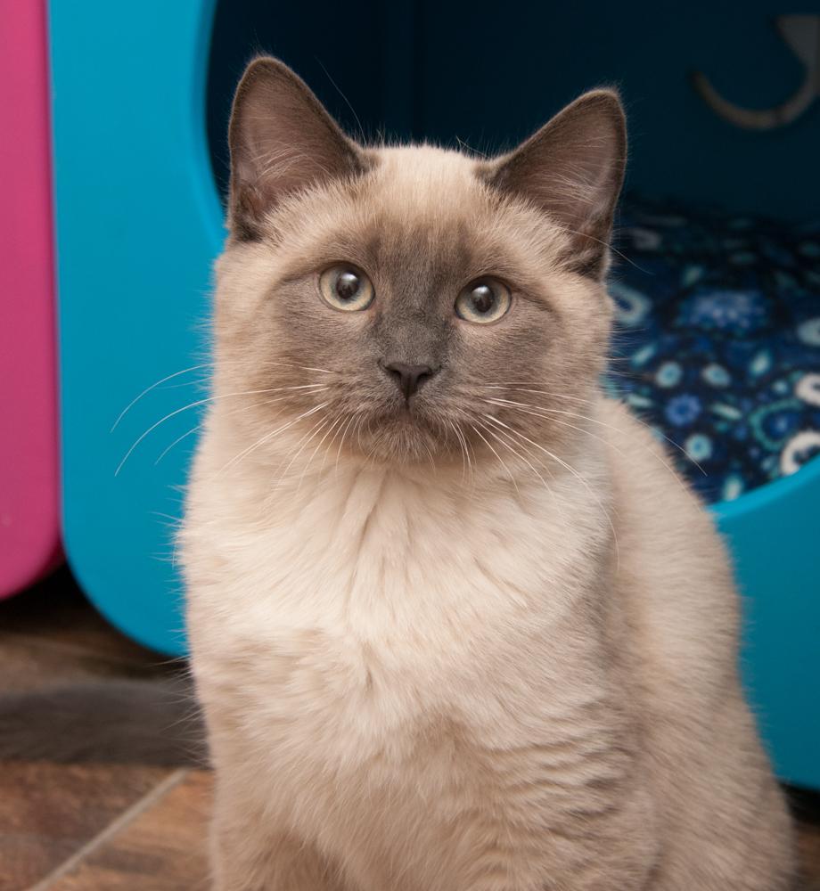 Jesse (gets adopted with Tommy), an adopted Siamese in Westminster, CO image 5/5