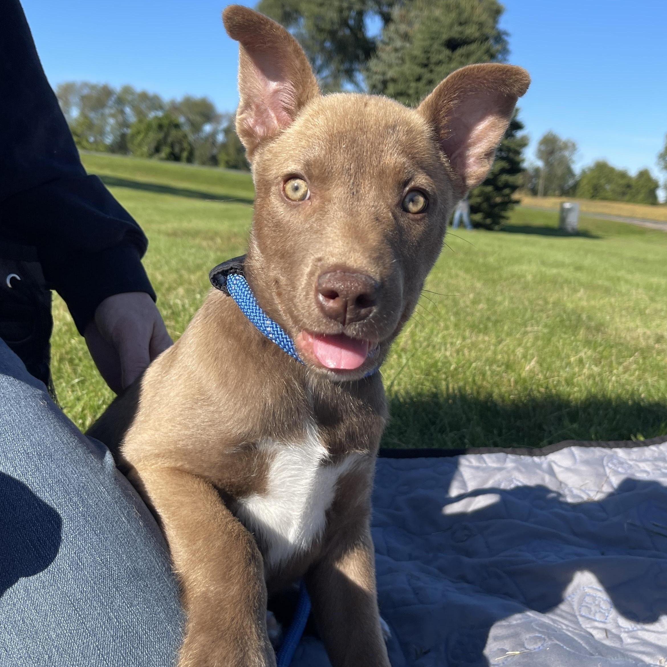 Enlarge Cersei, a Adopted mixed breed in Allegan, MI image 3/6