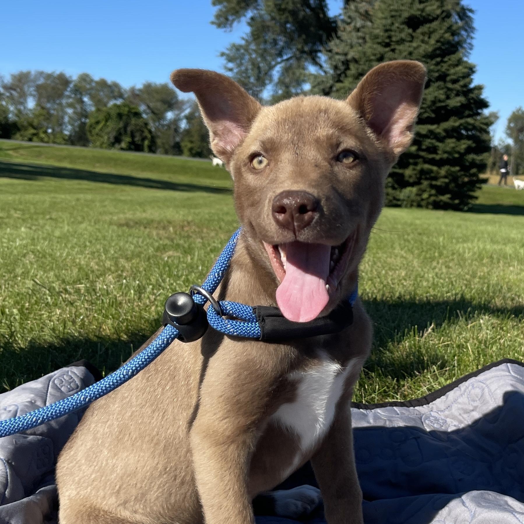 Enlarge Cersei, a Adopted mixed breed in Allegan, MI image 2/6