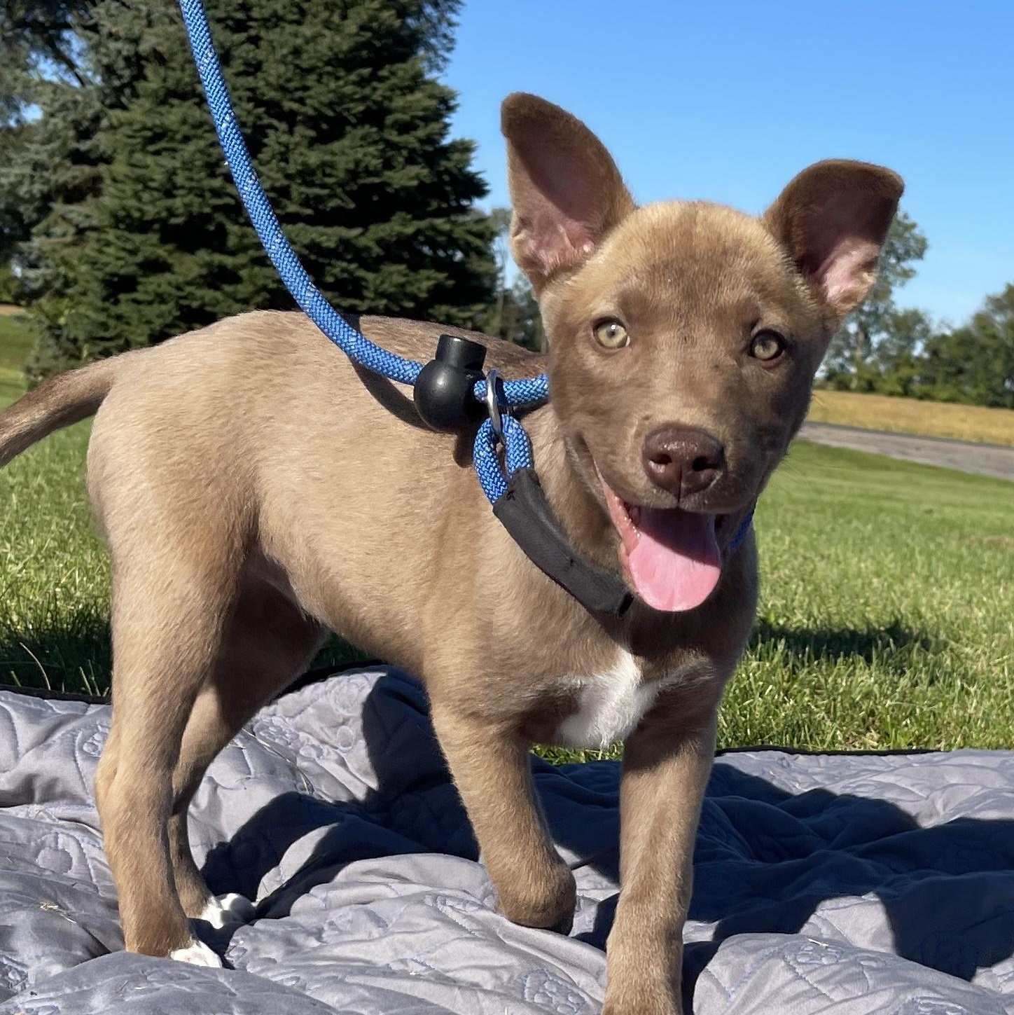 Enlarge Cersei, a Adopted mixed breed in Allegan, MI image 1/6