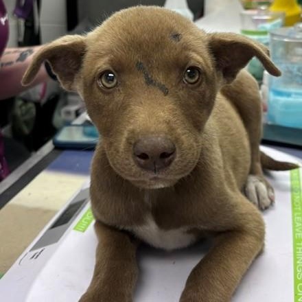 Enlarge Cersei, a Adopted mixed breed in Allegan, MI image 6/6