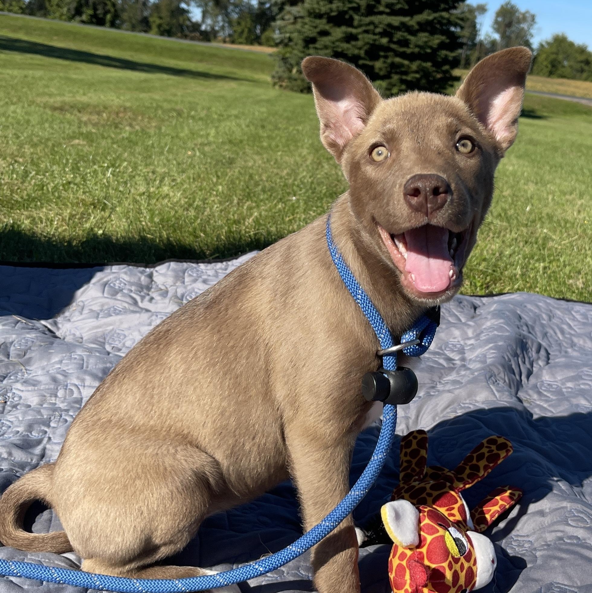 Enlarge Cersei, a Adopted mixed breed in Allegan, MI image 5/6