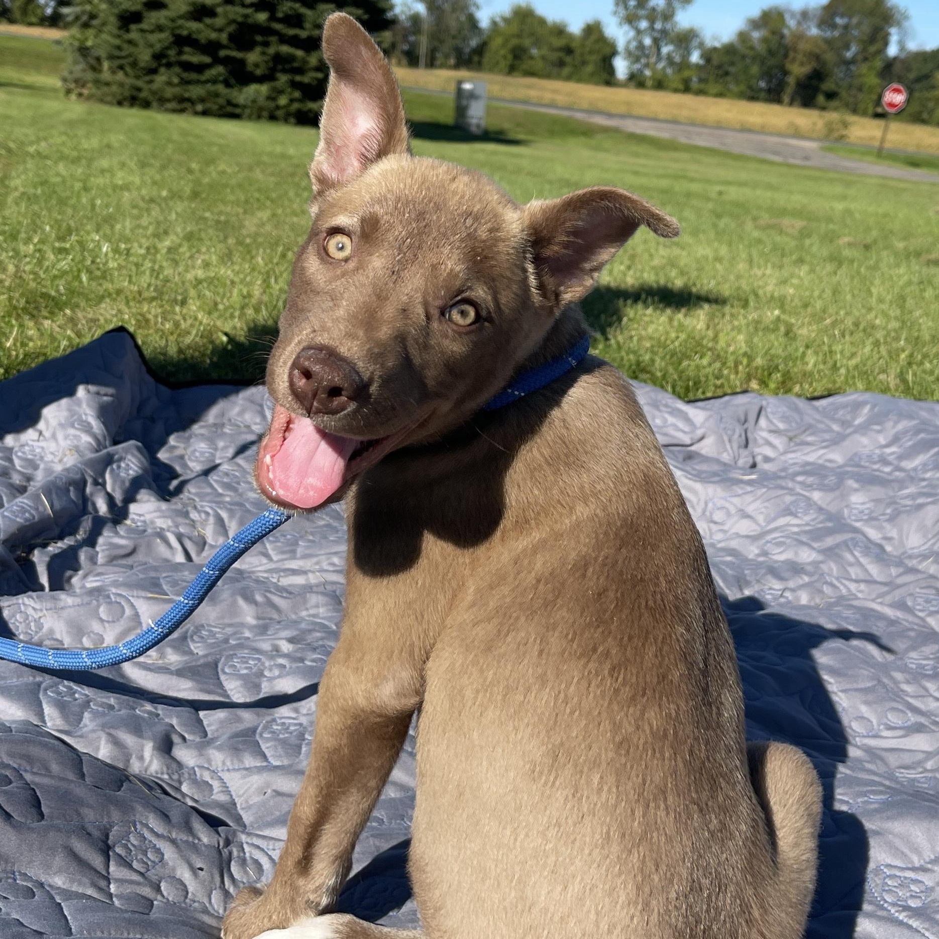Enlarge Cersei, a Adopted mixed breed in Allegan, MI image 4/6