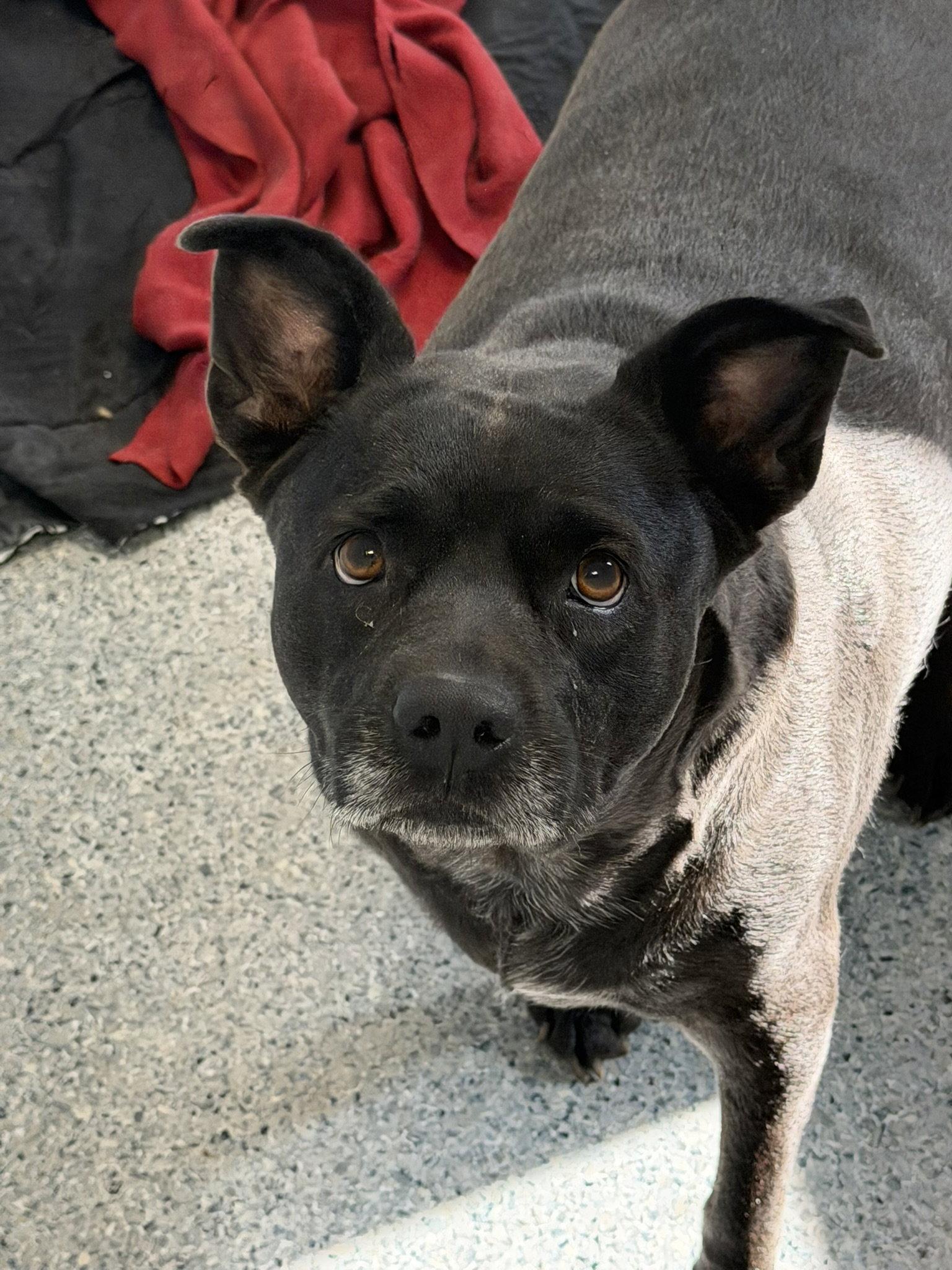 Clinique, Adoptable, Adult Female American Staffordshire Terrier & Rat Terrier.