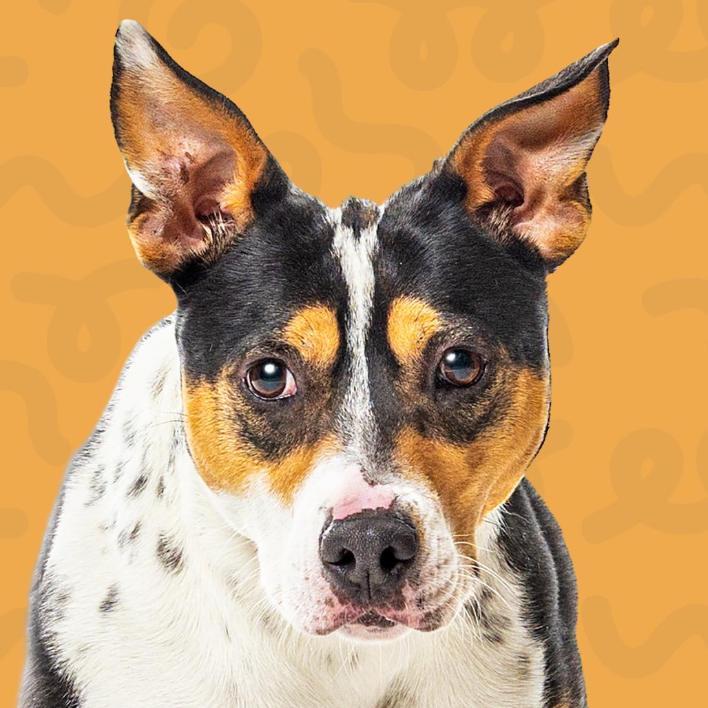 Enlarge Posie, a Adoptable mixed breed in Reno, NV image 1/5