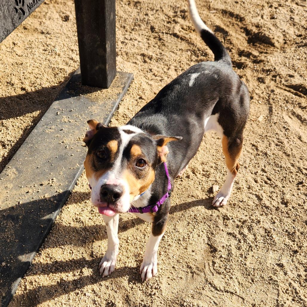 Enlarge Posie, a Adoptable mixed breed in Reno, NV image 4/5