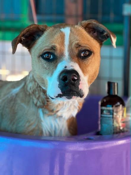 Boone, Adoptable, Adult Male Boxer & Shepherd.
