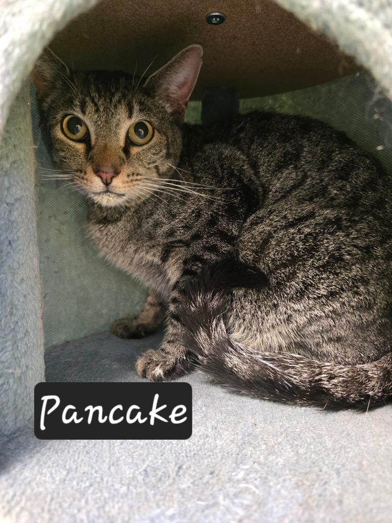 Enlarge Pancake, a Adoptable mixed breed in Maumelle, AR image 1/2