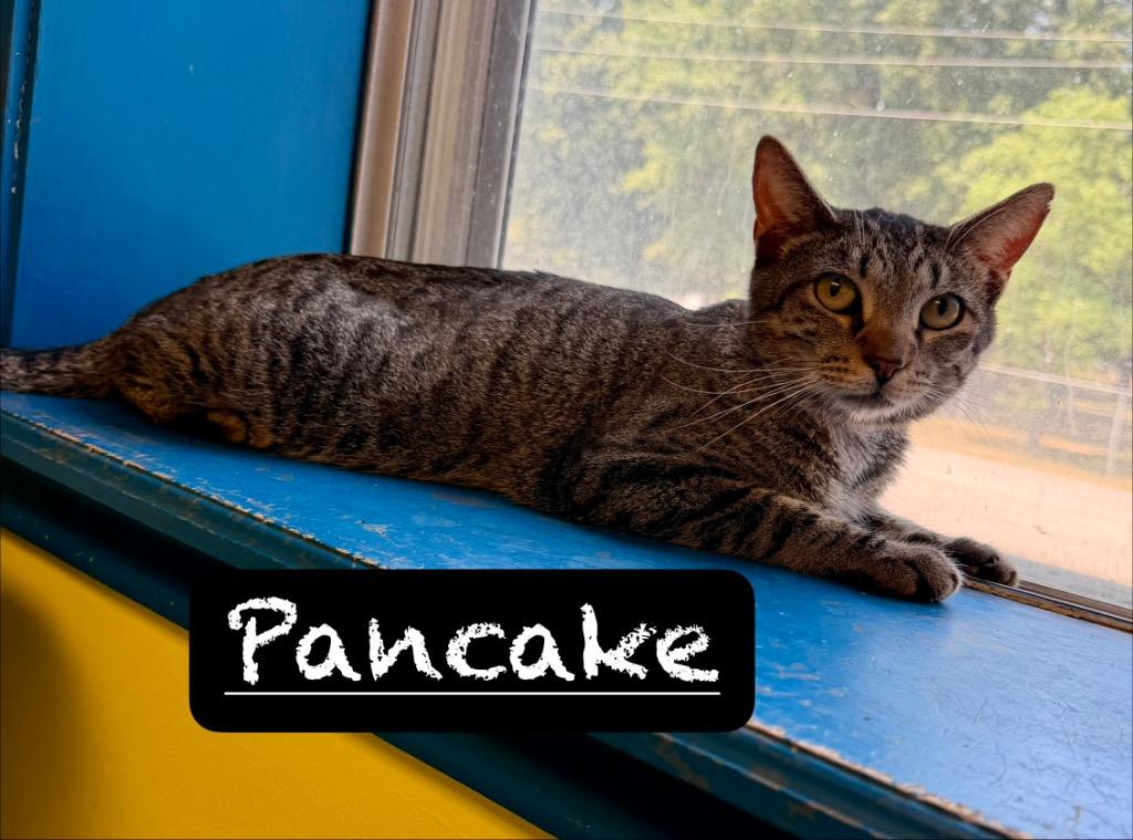 Enlarge Pancake, a Adoptable mixed breed in Maumelle, AR image 2/2