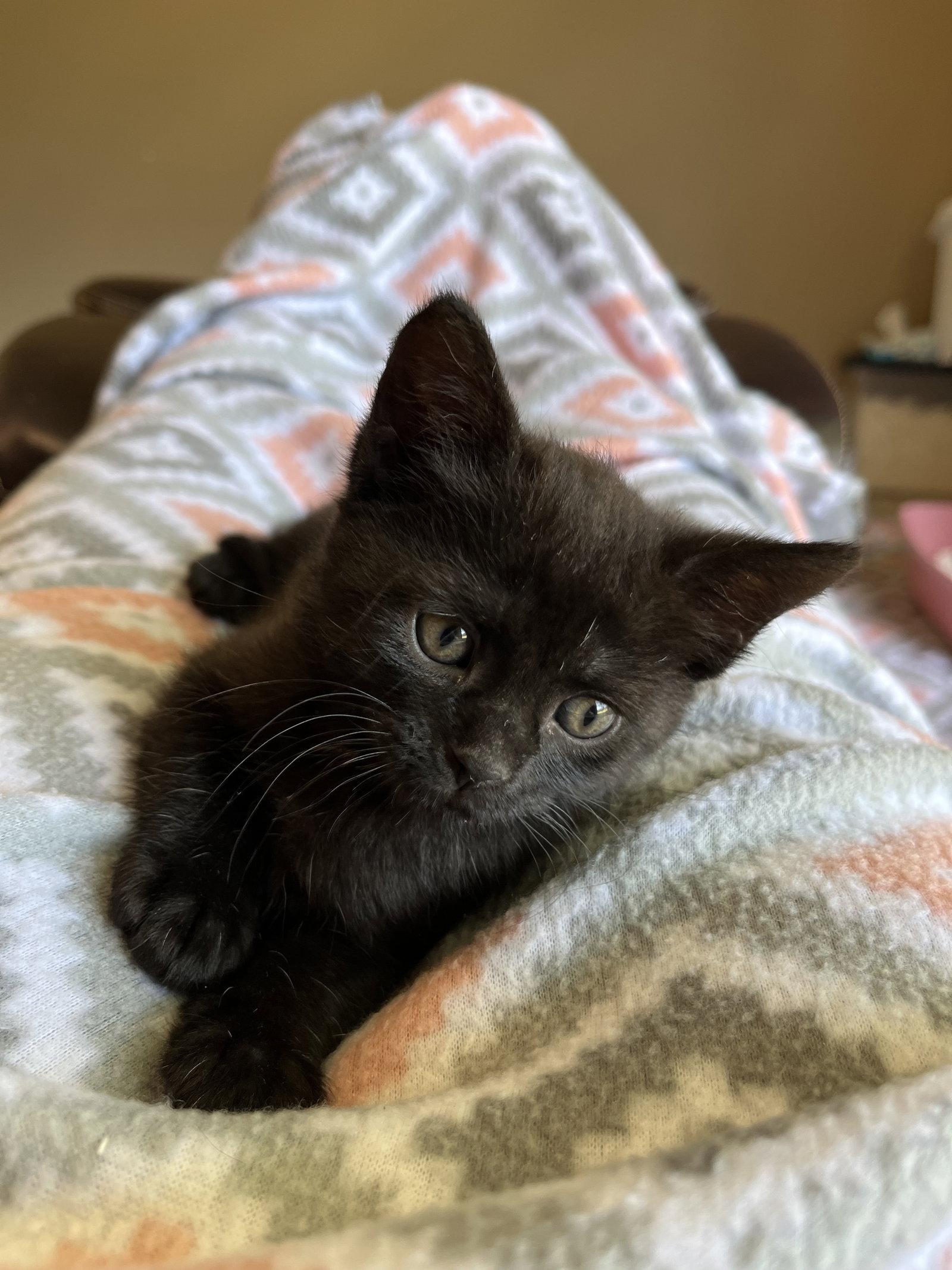 Bean, Adoptable, Young Male Domestic Short Hair.