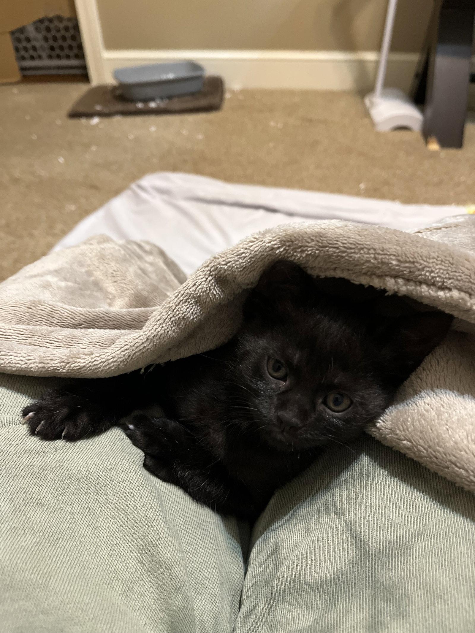 Enlarge Bean, a Adoptable Domestic Short Hair in Horn Lake, MS image 2/3